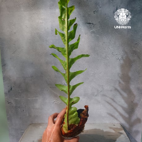【タイ直輸入・ドリナリア】Drynaria sp. " Big "  |  ドリナリア sp. " ビッグ " |  ドリナリア｜Drynaria｜シダ植物