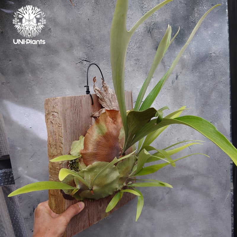 Platycerium sp.(pup) ビカクシダ 品種不明 ビカクシダ子株 シダ植物