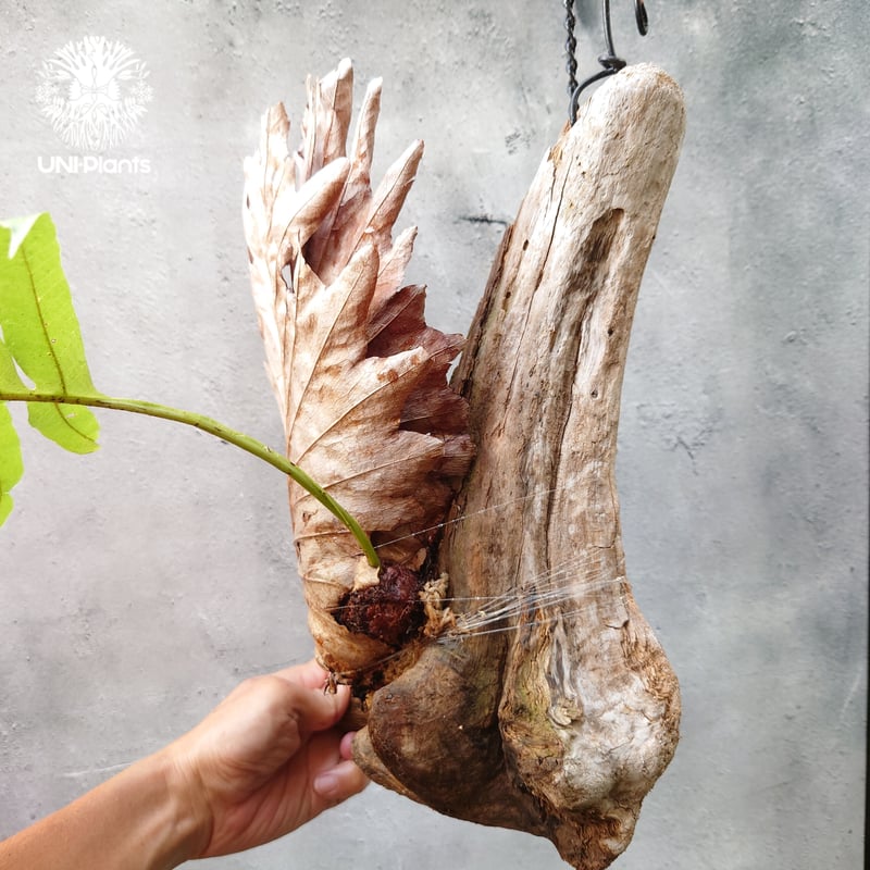 Drynaria quercifolia ドリナリア・クエルシフォリア 流木仕立て 観葉
