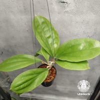 Hoya Lambii ホヤ ランビー ホヤ植物 ホヤの花 Hoya Plants 珍しい 希少な植物