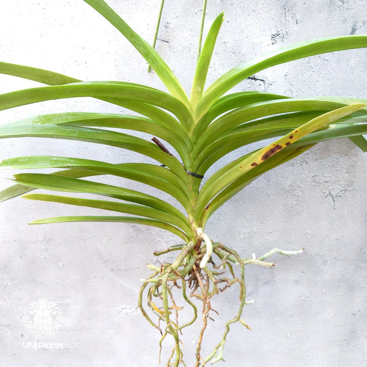 バンダ 洋蘭 Vanda orchid 大株 ラン 蘭 花が綺麗な洋ラン | UNI-Pla