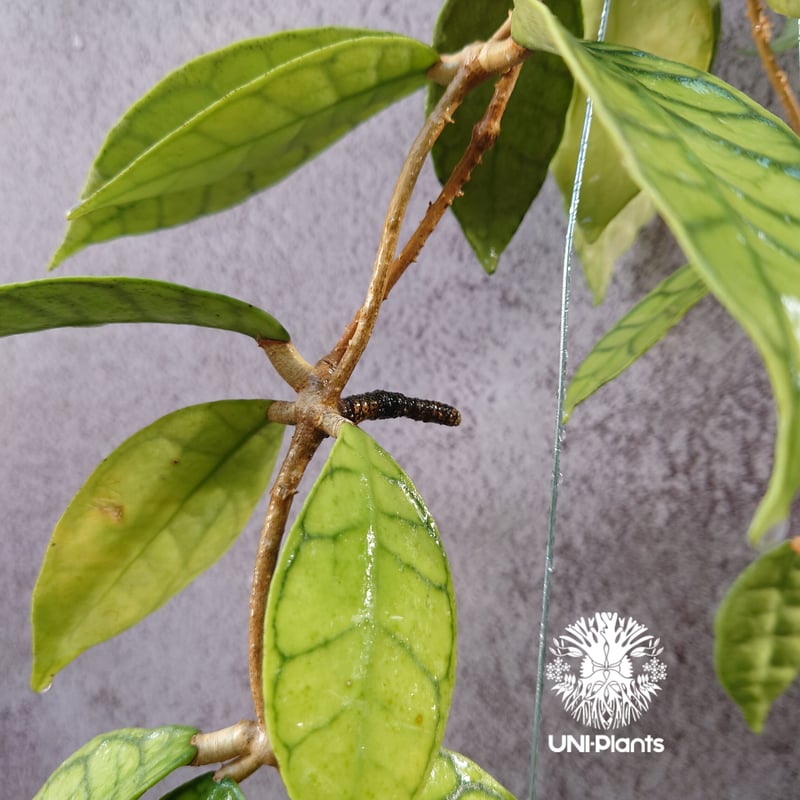 花座付き! Hoya Callistophylla short leaves ホヤ カリストフ