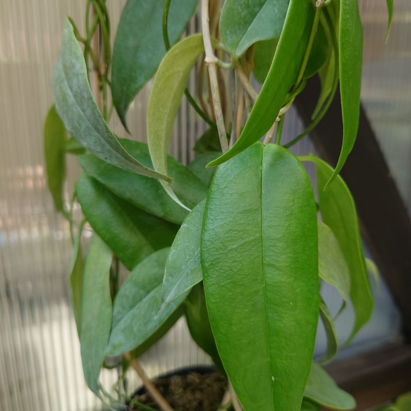 希少! ホヤ ブオティ Hoya buotii ホヤ植物 植物 珍奇植物 珍奇 希少! ホヤ ブオティ Hoya buotii ホヤ植物 植物 珍奇植物 珍奇