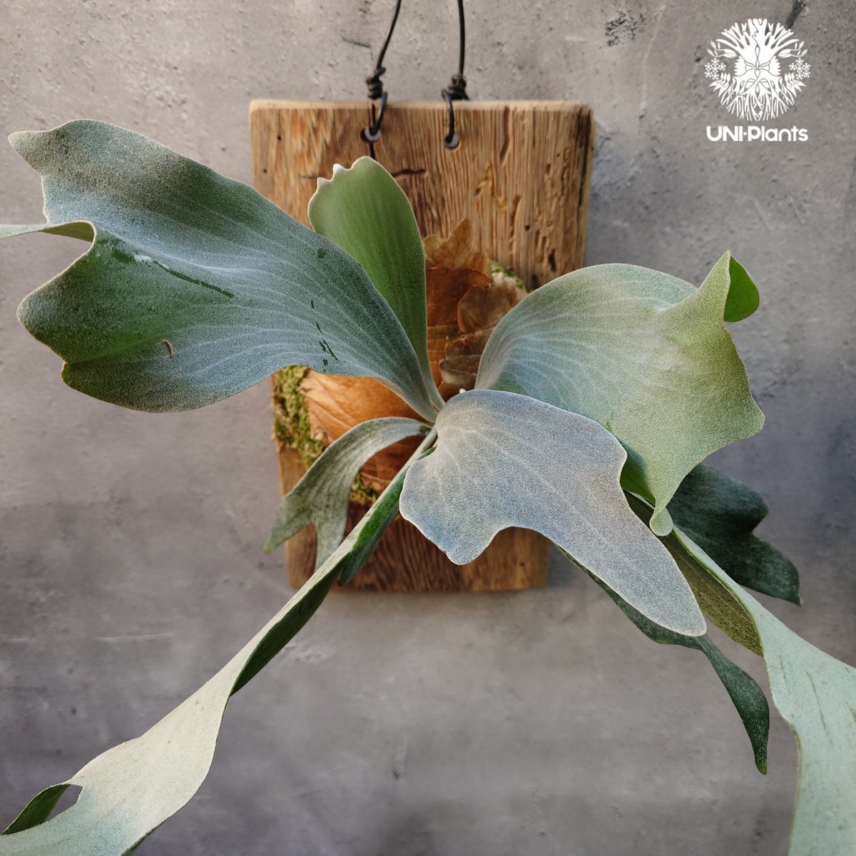 Platycerium willinckii cv.Griffin (pup) ビカクシダ ウ