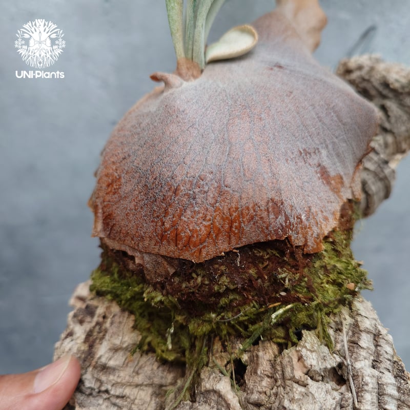 Platycerium Mt.Lewis（pup）ビカクシダ マウントルイス シダ