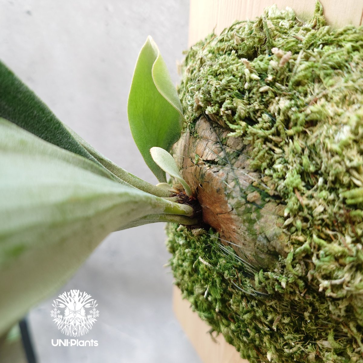Platycerium hillii dwarf ビカクシダヒリードワーフ シダ植物 Plat