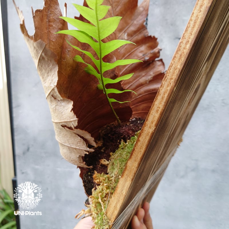 再入荷! Drynaria quercifolia ドリナリア・クエルシフォリア 大株