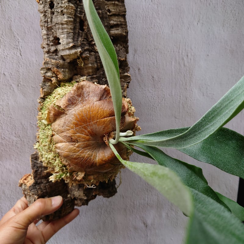 ビカクシダ(コウモリラン) ビフルカツム Platycerium bifurcatum | U