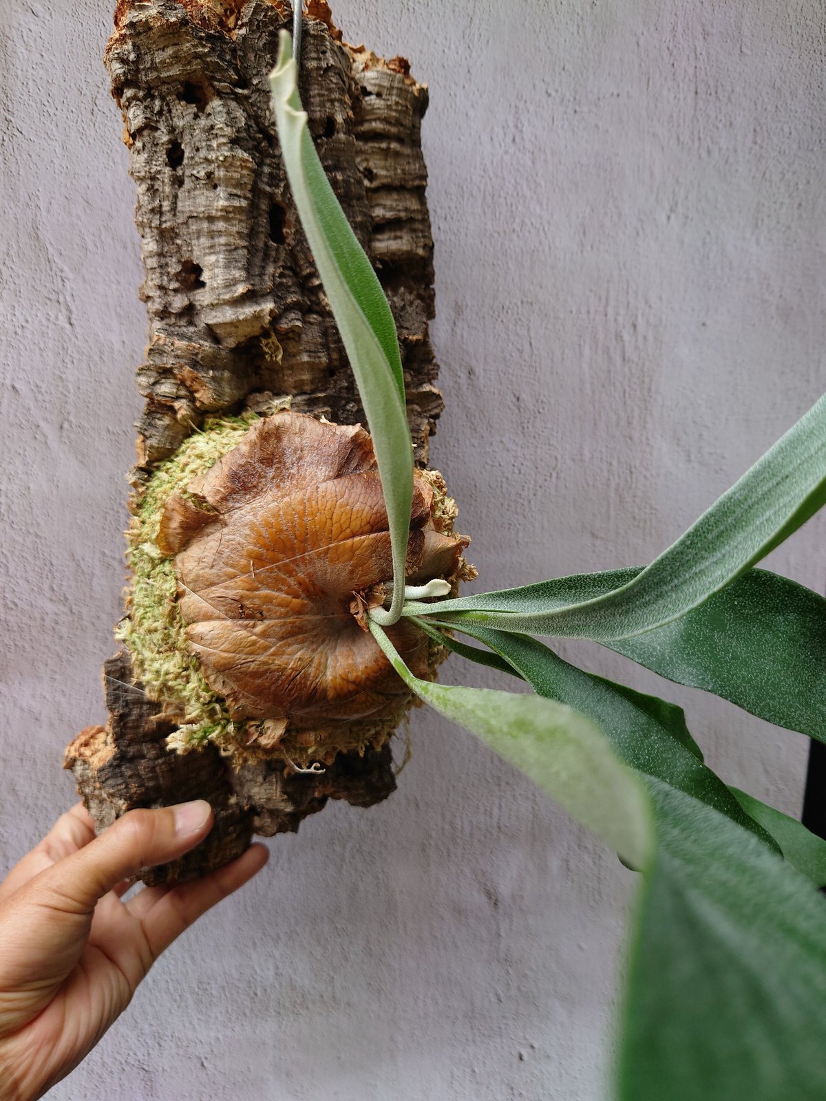 ビカクシダ(コウモリラン) ビフルカツム Platycerium bifurcatum | U