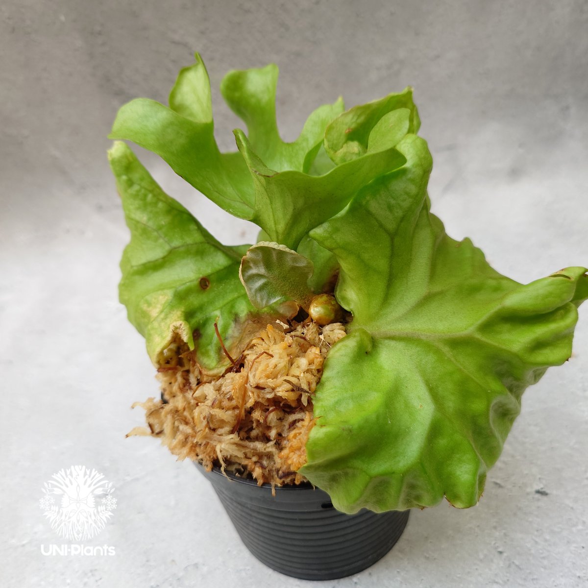 ビカクシダ リドレイ ドワーフ Platycerium ridleyi Dwarf ビカクシダ リドレイ ドワーフ Platycerium ridleyi Dwarf