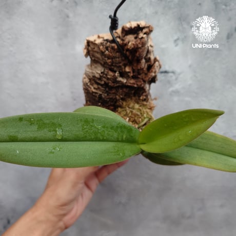Phalaenopsis pulcherrima var Red ubon 着生植物 洋ラン 着生蘭 着生ラン 着生コルク ハンキング植物