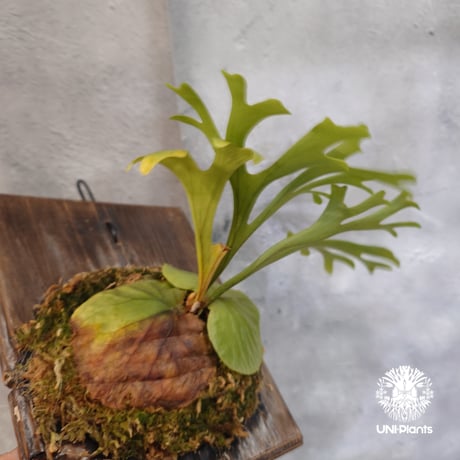 【国内繁殖株・一点物】Platycerium ridleyi | ビカクシダ リドレイ｜ビカクシダ原種｜Platycerium