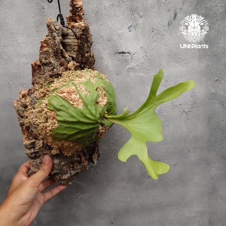 ビカクシダ リドレイ ワイドフォーム Platycerium ridleyi wide form コウモリラン ビカクシダ シダ植物 ビカクシダコルク付け 着生植物