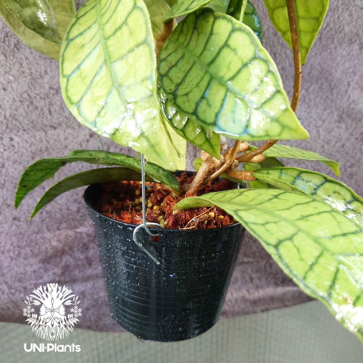 レア　ホヤ　Hoya callistophylla narrow カット 花座付き! Hoya Callistophylla short leaves ホヤ カリストフ