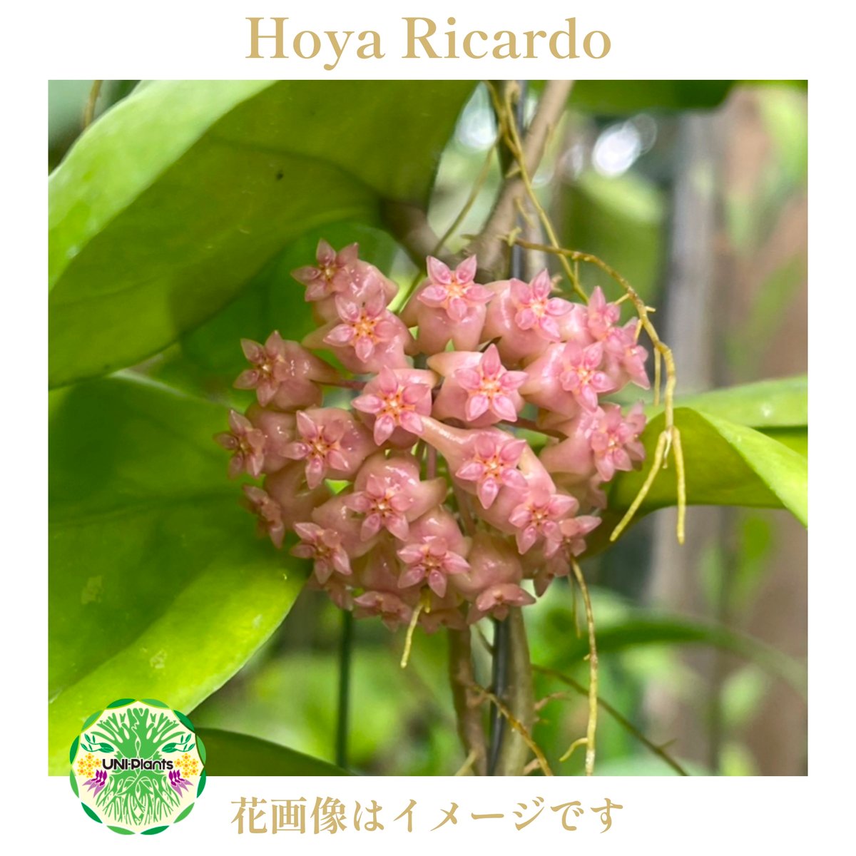 なおなおさん専用＊ホヤ＊Hoya＊リモニアカ他 なおなおさん専用＊ホヤ＊Hoya＊リモニアカ他