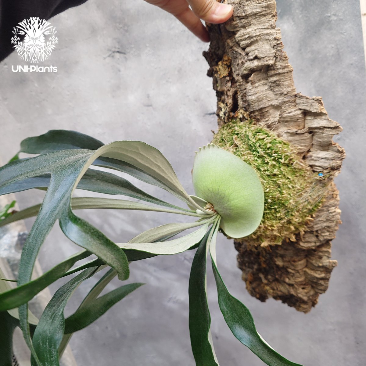 Platycerium Rydeen ライディーン Platycerium Rydeen ビカクシダ ライディーン ビカクシダ