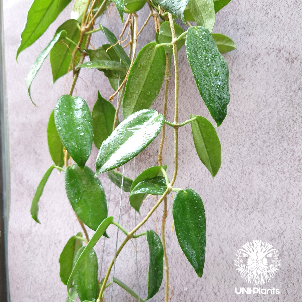 Hoya macgillivrayi ホヤ マクギリブライ ホヤ植物 ホヤの花 観葉植物 