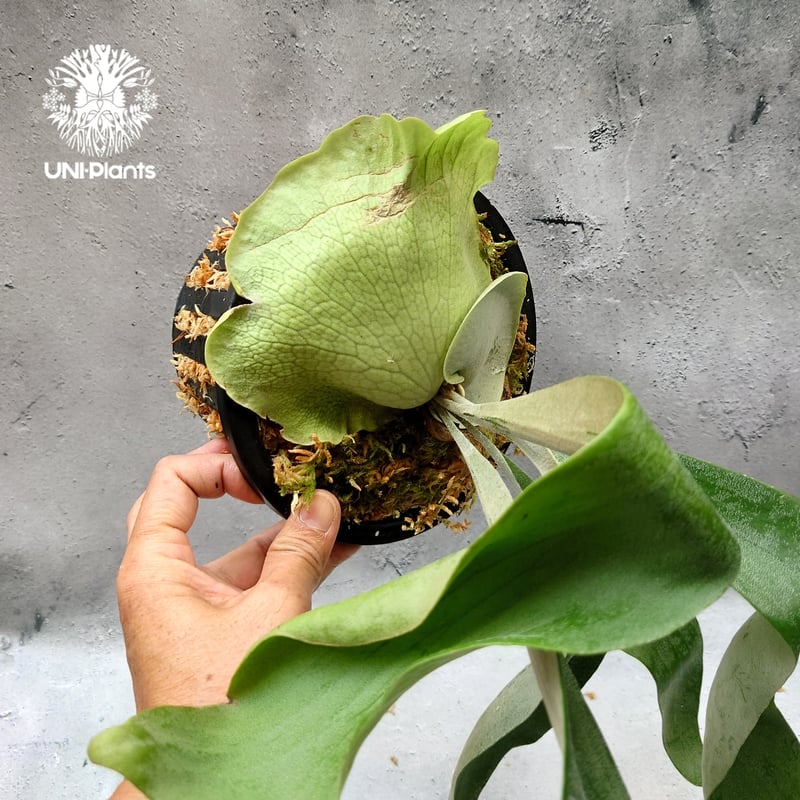 Platycerium Hanabi ビカクシダ コウモリラン platycerium sta