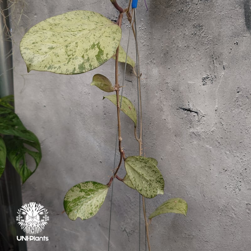 Hoya michelle silver ホヤ植物 ホヤの花 Hoya plants 希少 レ