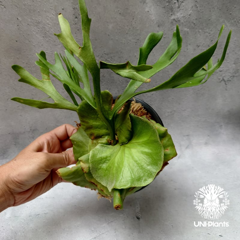 ビカクシダ キッチャクード シンリーフ Platycerium Kitshakood