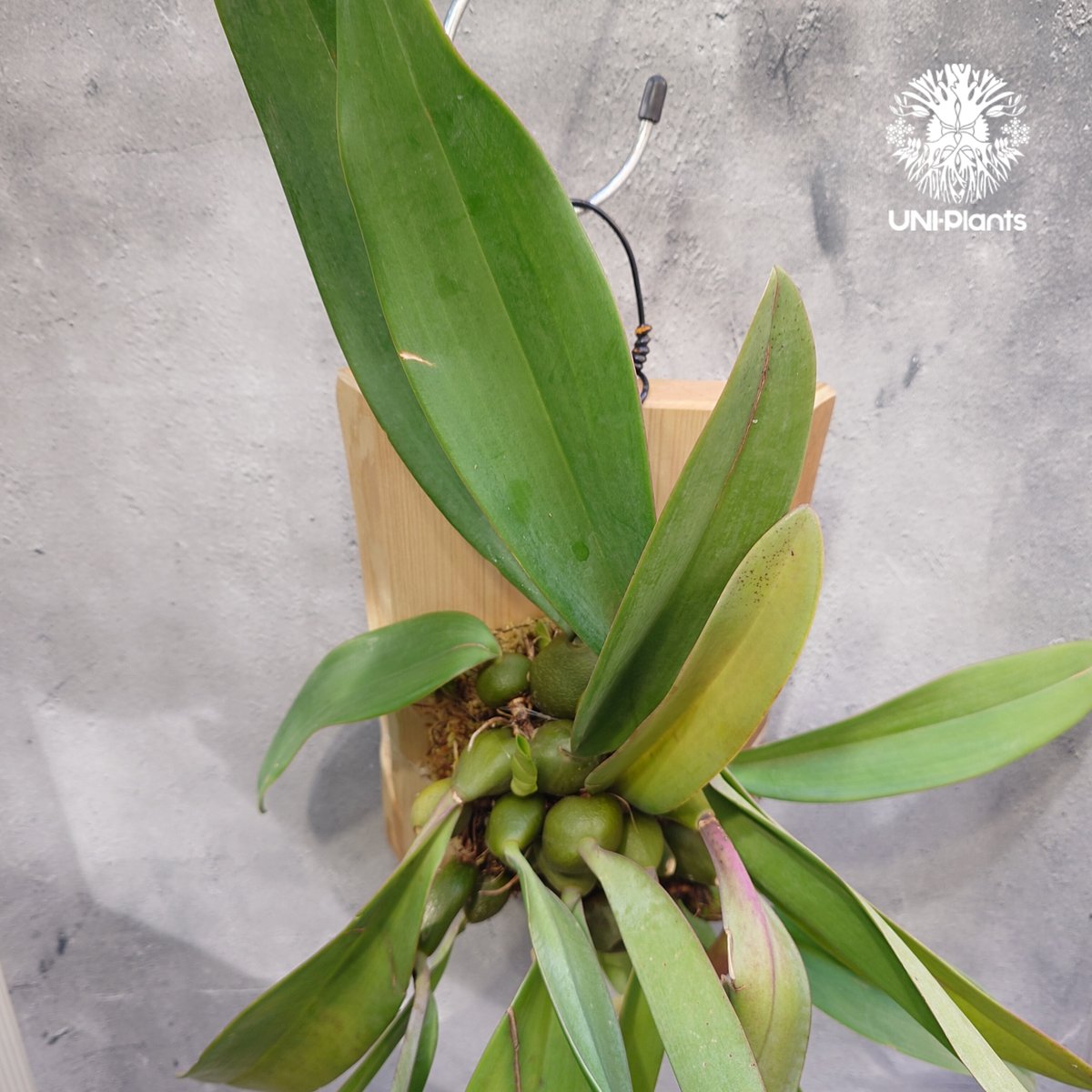 Bulbophyllum cruentum x phalaenopsis バルボフィラム クル