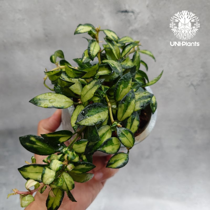 Hoya Lacunosa Bruno ホヤ ラクノーサ ブルーノ 斑入り ホヤ植物 ホヤ