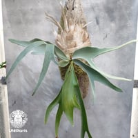 ビカクシダ ベイチー(子株) Platycerium veitchii(pup) コウモリラン ビカクシダ原種 シダ植物 ビカクシダ流木着生 ビカクシダビーチー
