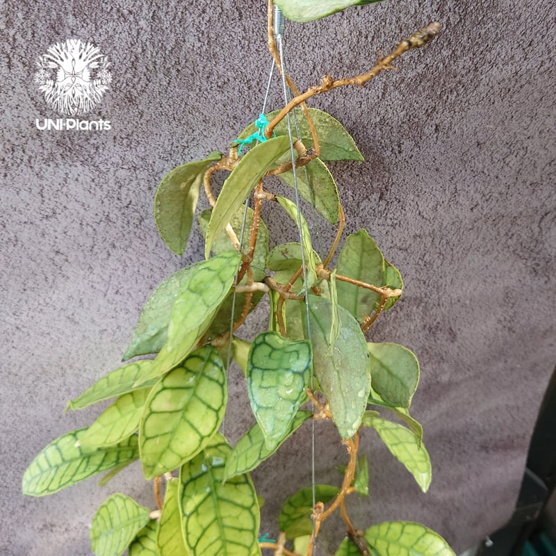 花座付き! Hoya Callistophylla short leaves ホヤ カリストフ