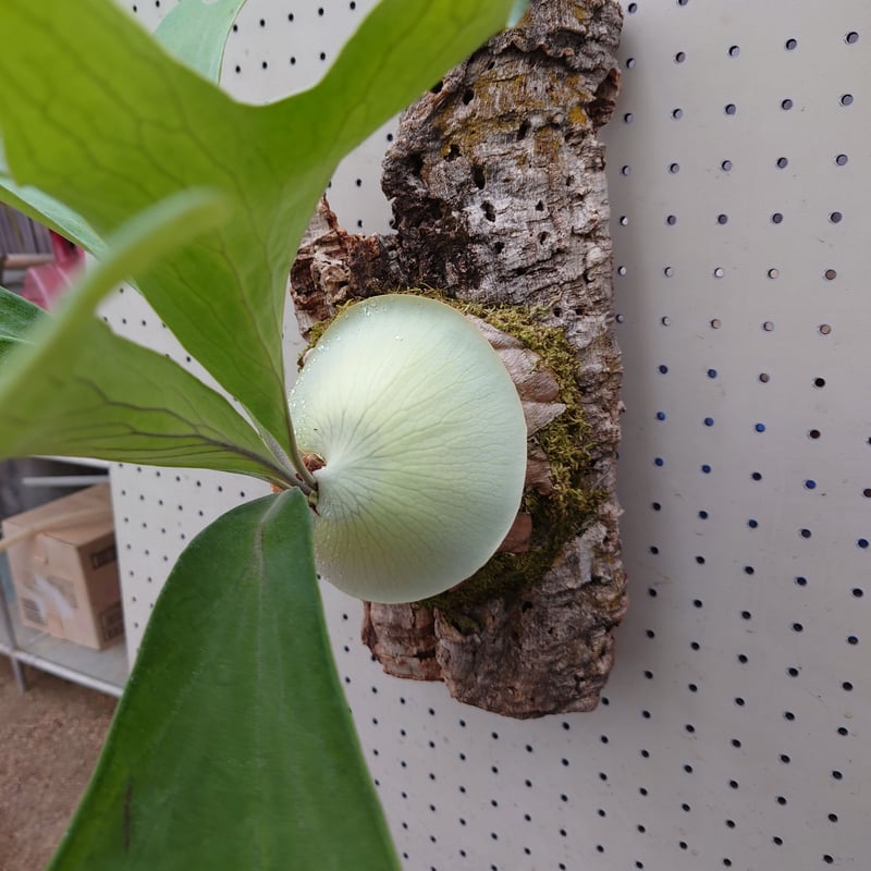 ビカクシダ ヒリー Platycerium hillii コウモリラン ビカクシダ