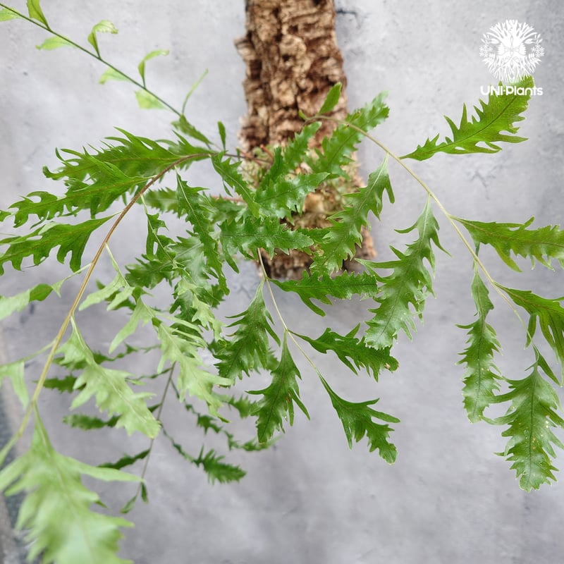 Drynaria rigidula `whitei ドリナリア·リギデュラ'ホワイティ