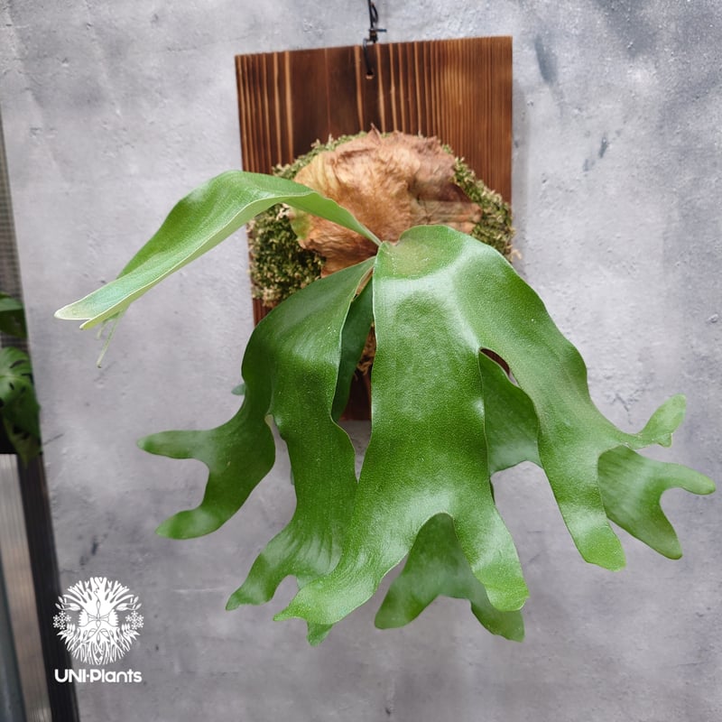 ビカクシダ アルテミス Platycerium Artemis (Alcicorne x Qu