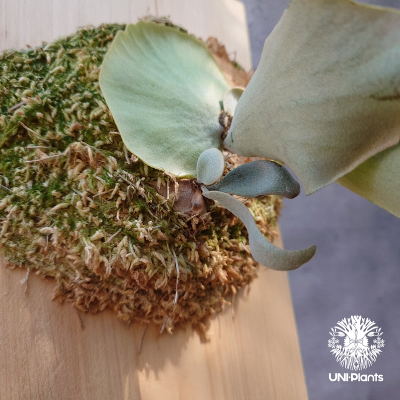 ビカクシダ ウィリンキーcv.インドネシア Platycerium willinckii cv