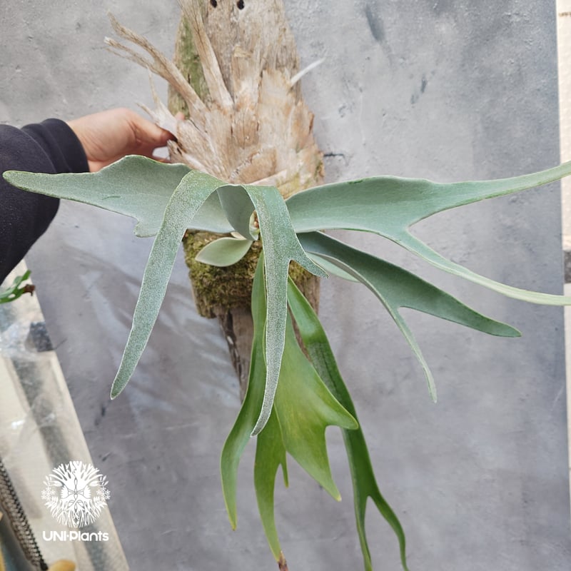 ビカクシダ ベイチー(子株) Platycerium veitchii(pup) コウモリ