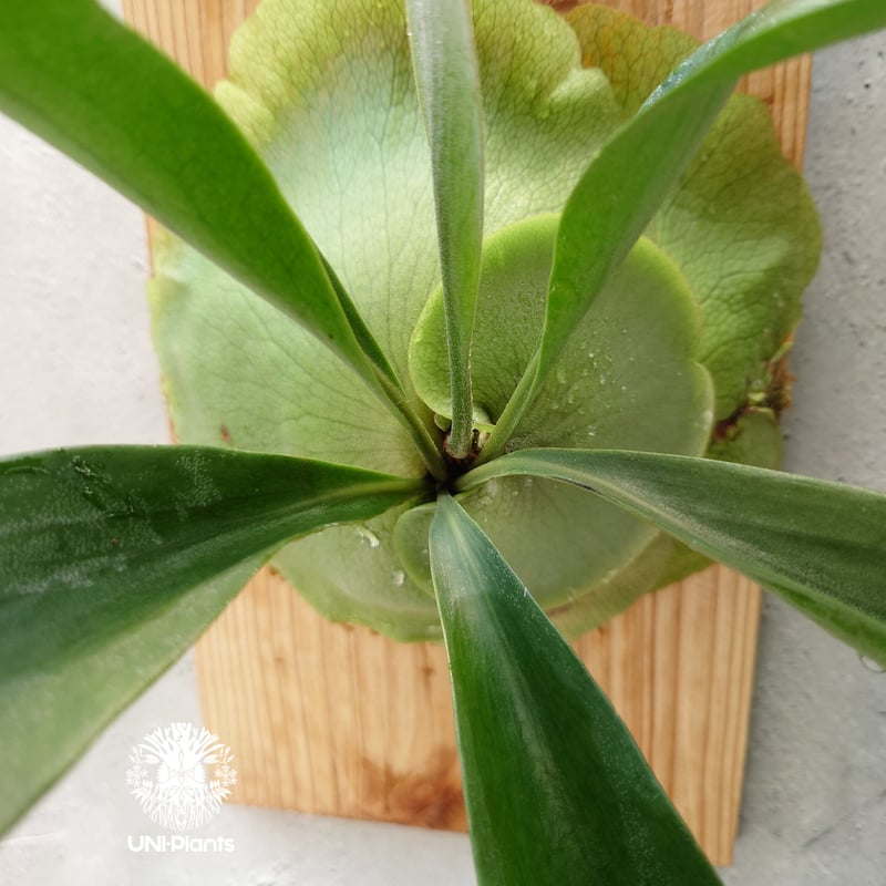 ビカクシダ パナマ Platycerium hillii ' Panama ' コウモリラ