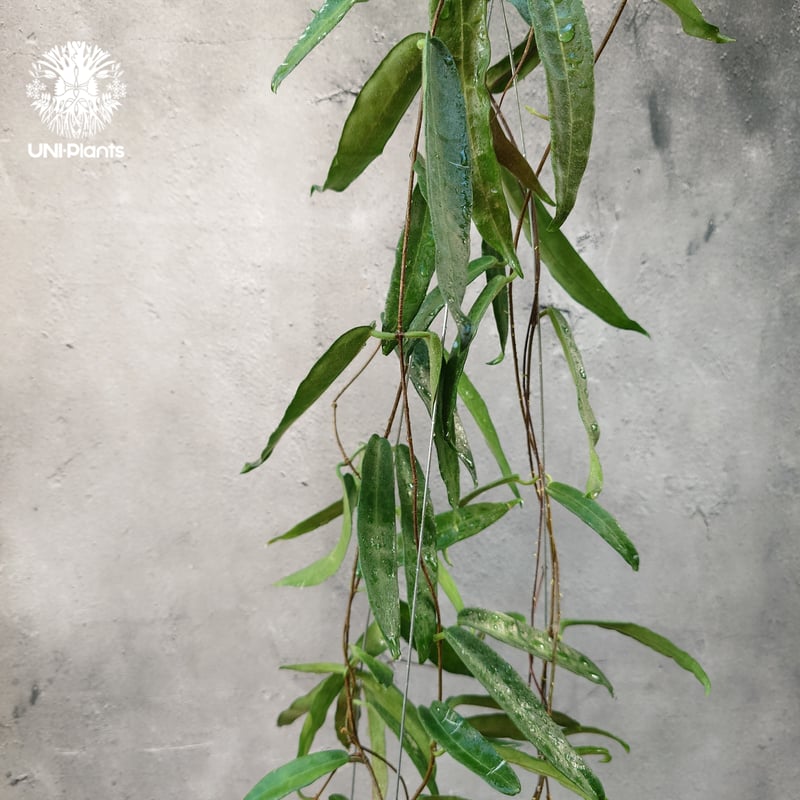 Hoya Hypolasia ホヤ ヒポラシア ホヤ植物 ホヤの花 希少な植物 Hoya Hypolasia ホヤ ヒポラシア ホヤ植物 ホヤの花 希少な植物