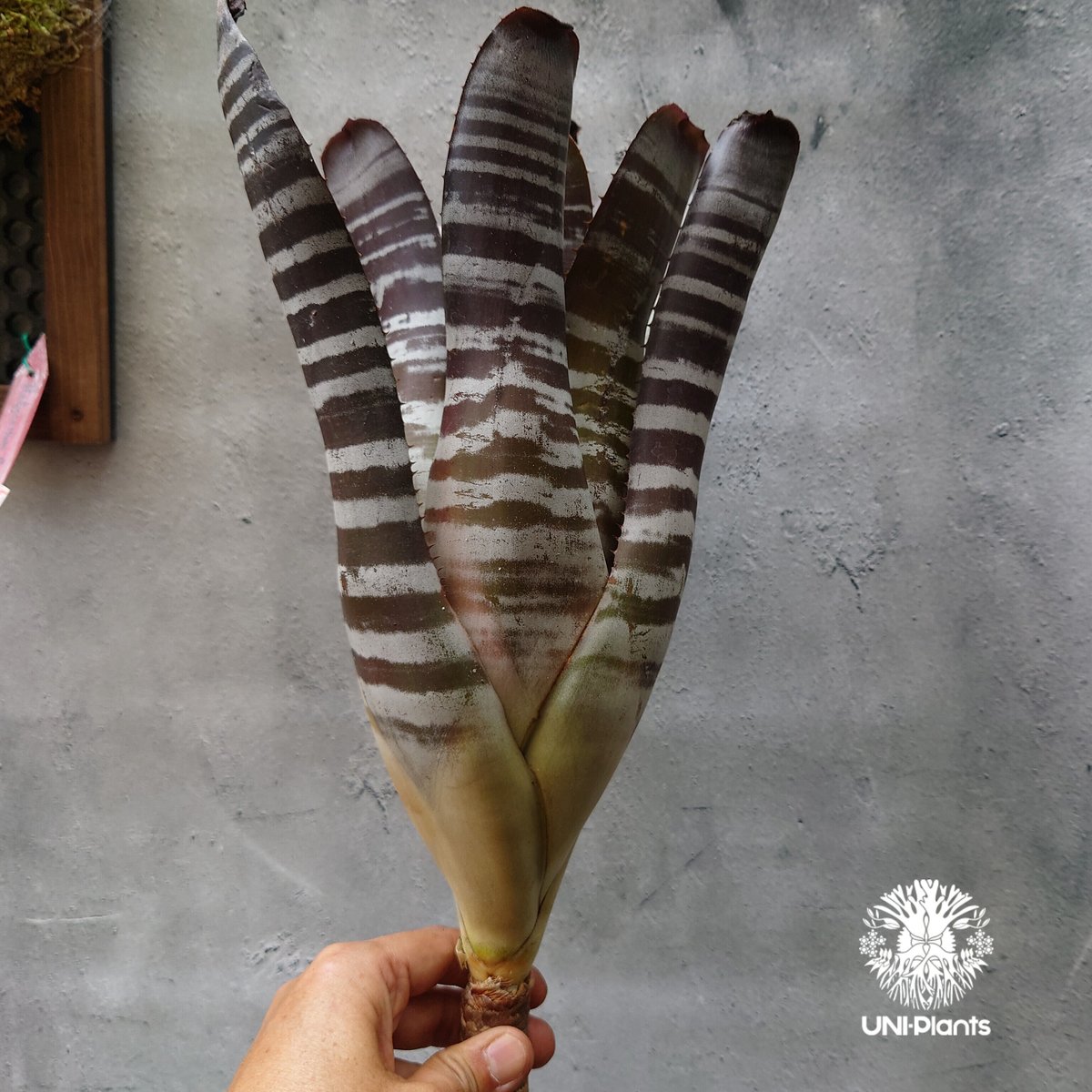 Aechmea chantinii Black ice エクメア・チャンティニー Aechmea chantinii Black ice エクメア・チャンティニー