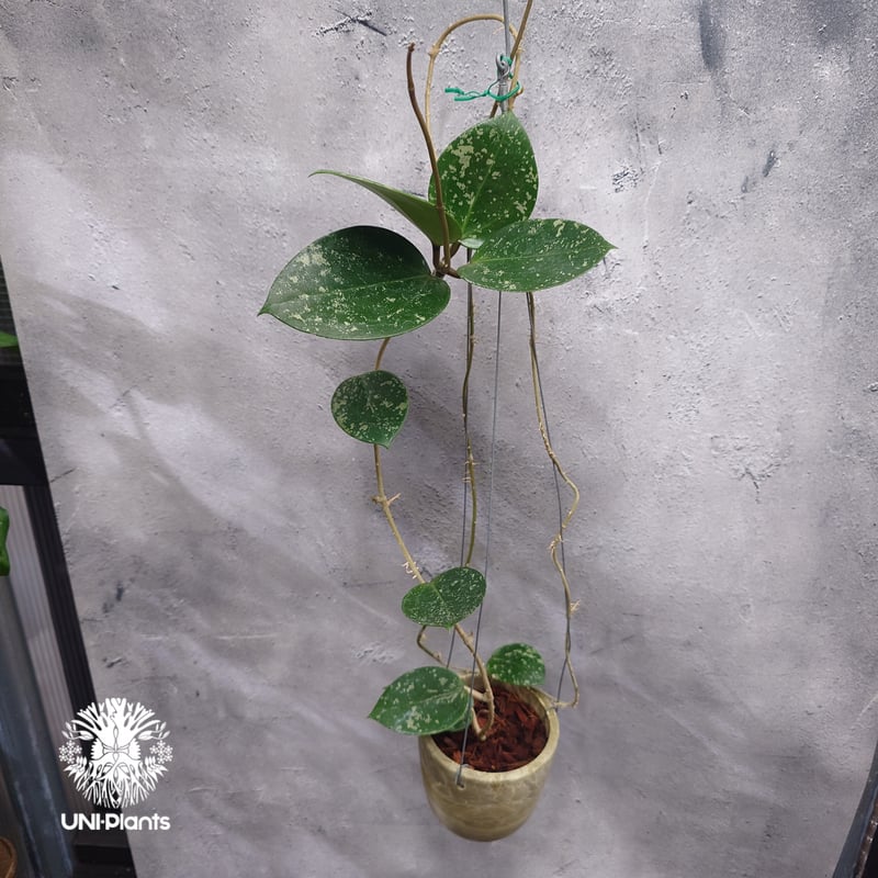 Hoya Parasitica Heart Leaves Splash ホヤ パラシティカ ハ