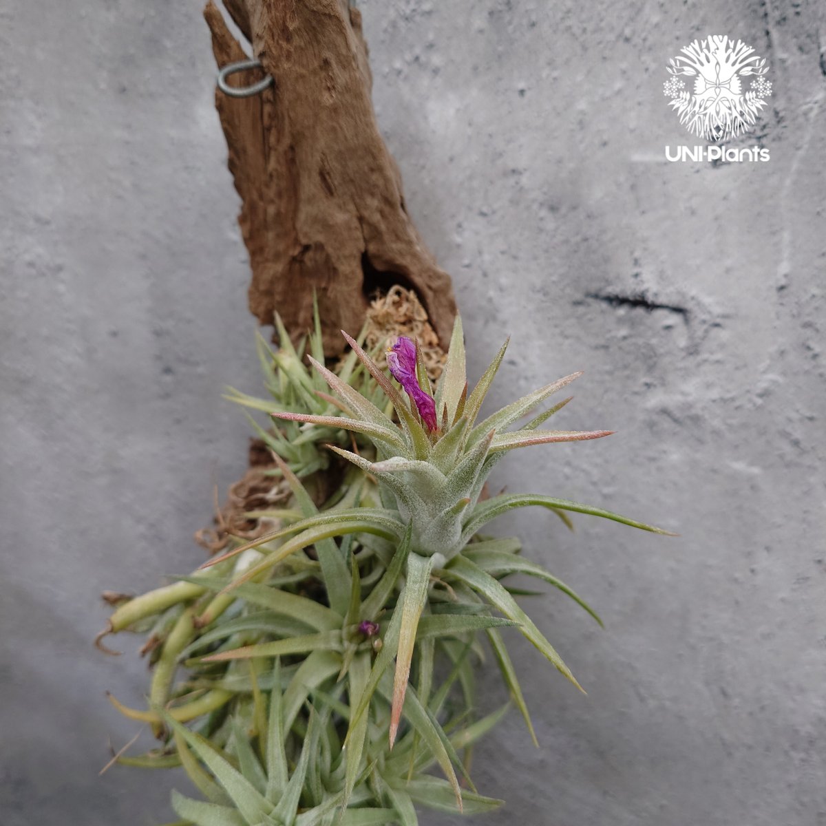 ブロメリア・エアープランツ ionantha van-hyni Ornge Selected ブロメリア・エアープランツ ionantha van-hyni Ornge Selected