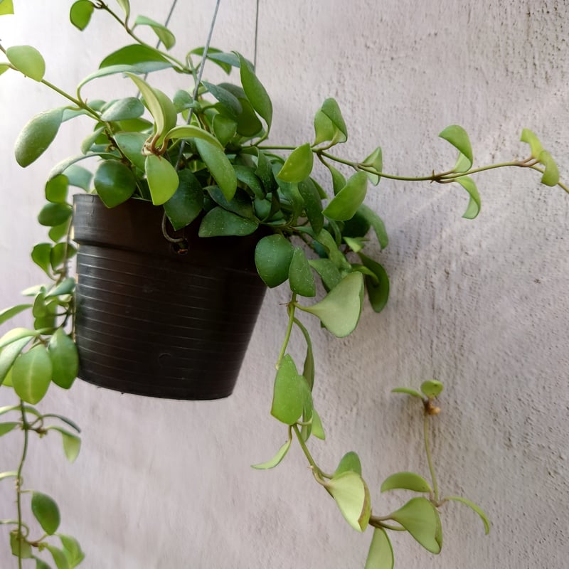 ホヤ サクララン ヘウスケリアナ イエロー ホヤ植物 植物 珍奇植物 ...