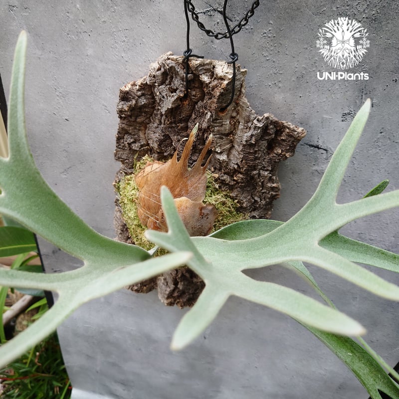 ビカクシダ ベイチー Platycerium veitchii コウモリラン ビカクシダ