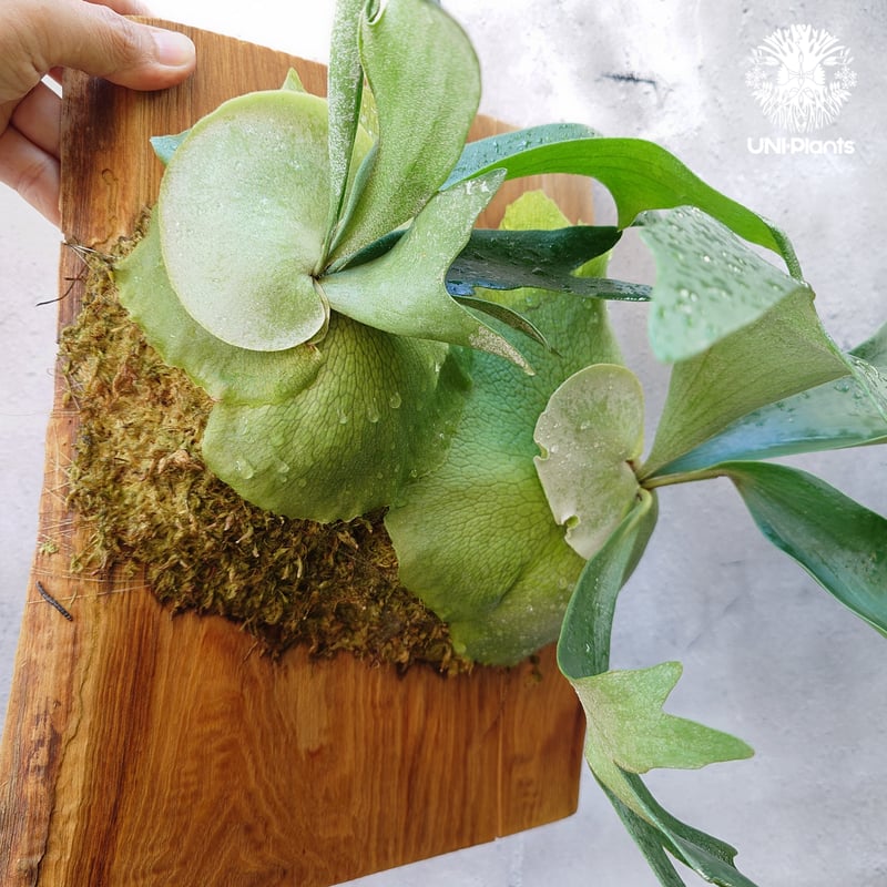 ビカクシダ ビフルカツム Platycerium bifurcatum ビカクシダ原種 シダ