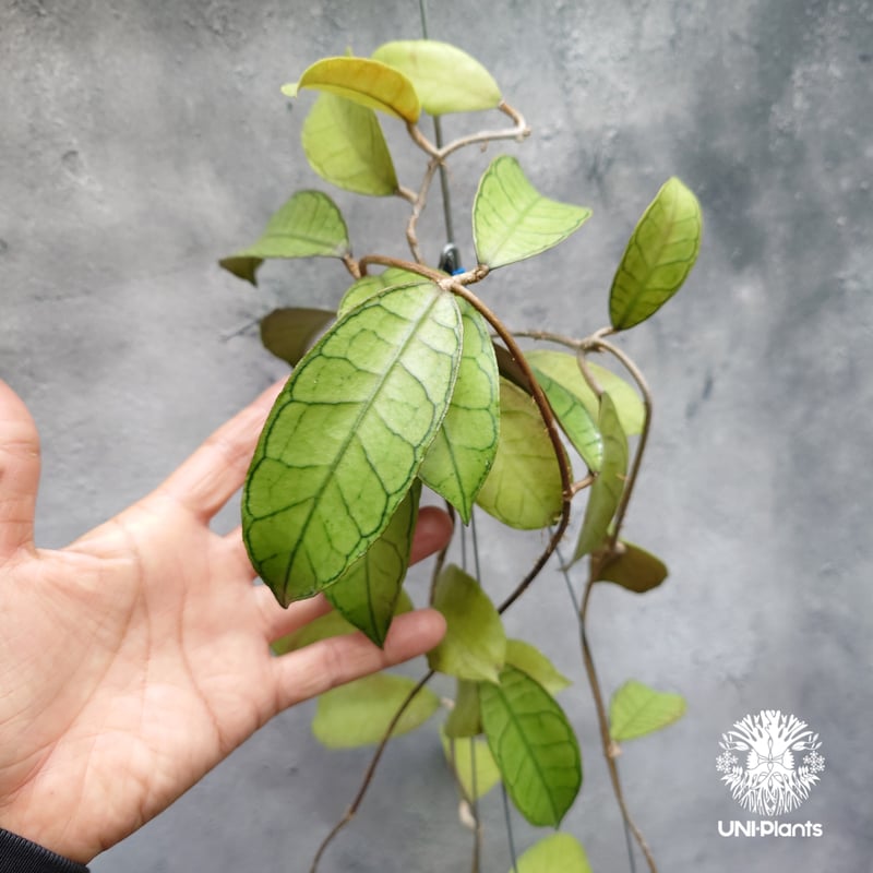 Hoya Gunung gading ホヤ グヌンガディング ホヤ植物 ホヤの花 Hoya p