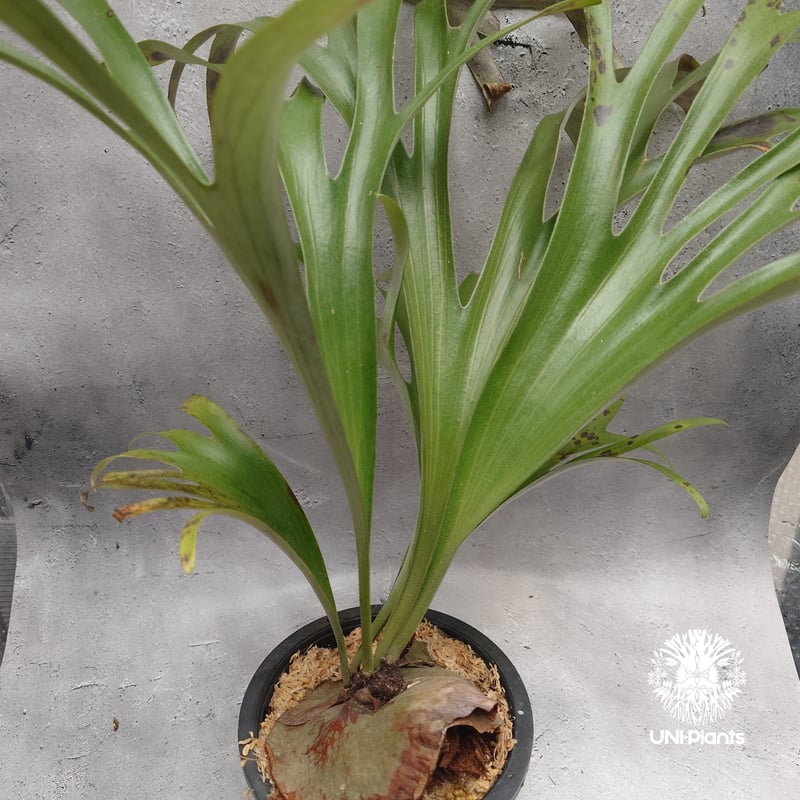 Platycerium alcicorne var.Madagascar ビカクシダ アルシコ