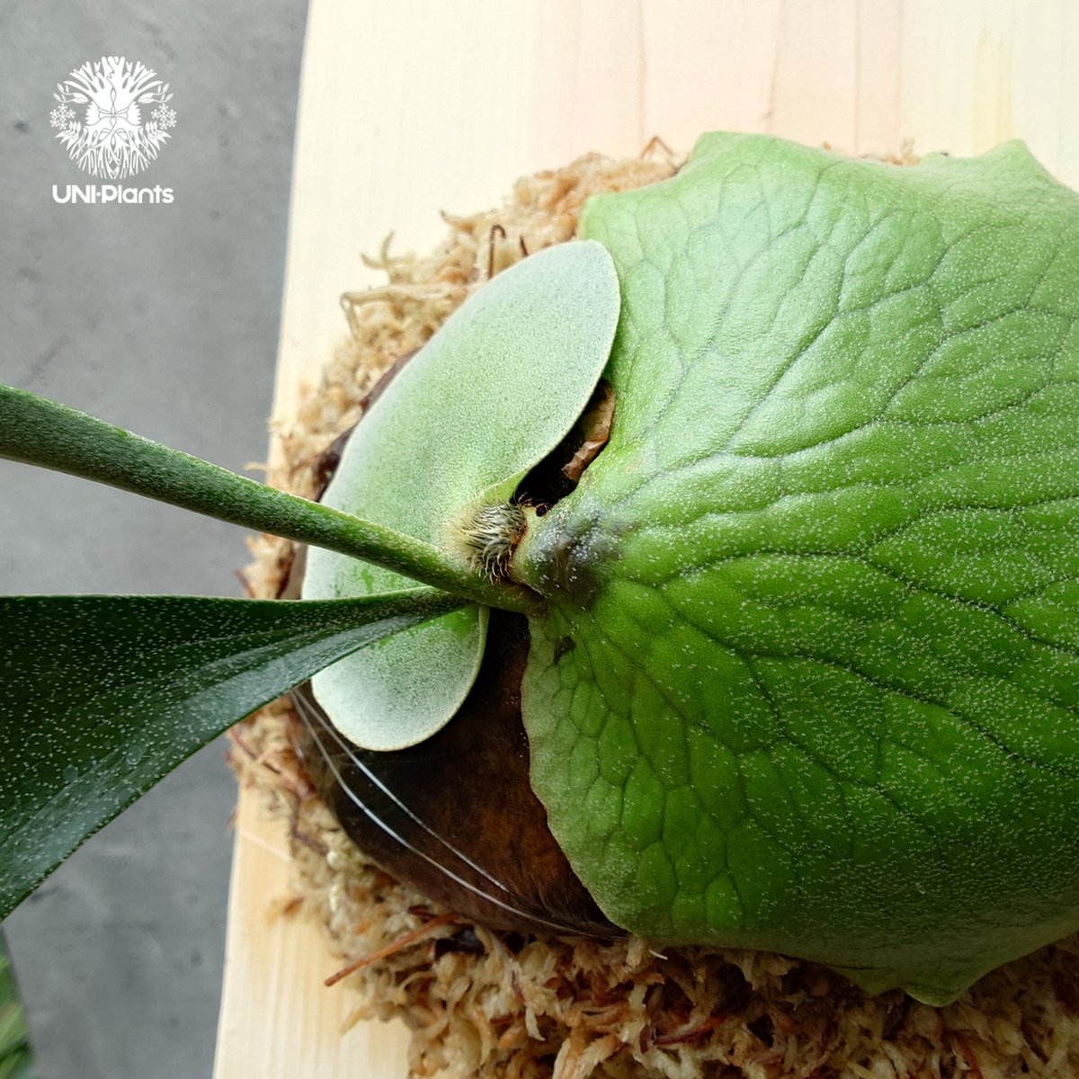 『希少株』良株　アルシコルネ　アフリカ×マダガスカル 希少株』良株 アルシコルネ アフリカ×マダガスカル 希少株』良株