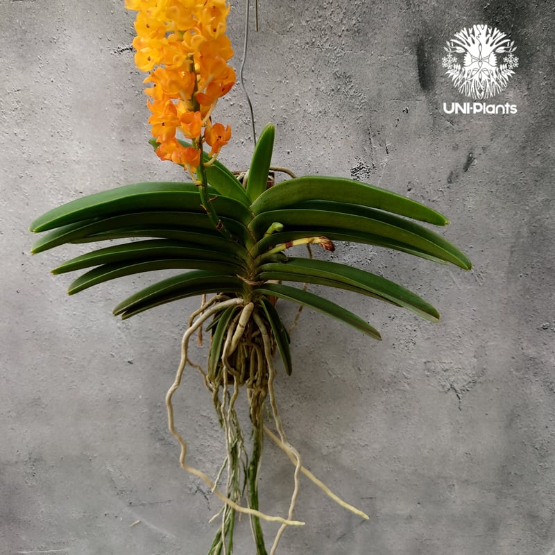 Van.Ladda Gold 洋蘭 Vanda orchid ラン 蘭 花が綺麗な洋ラン |