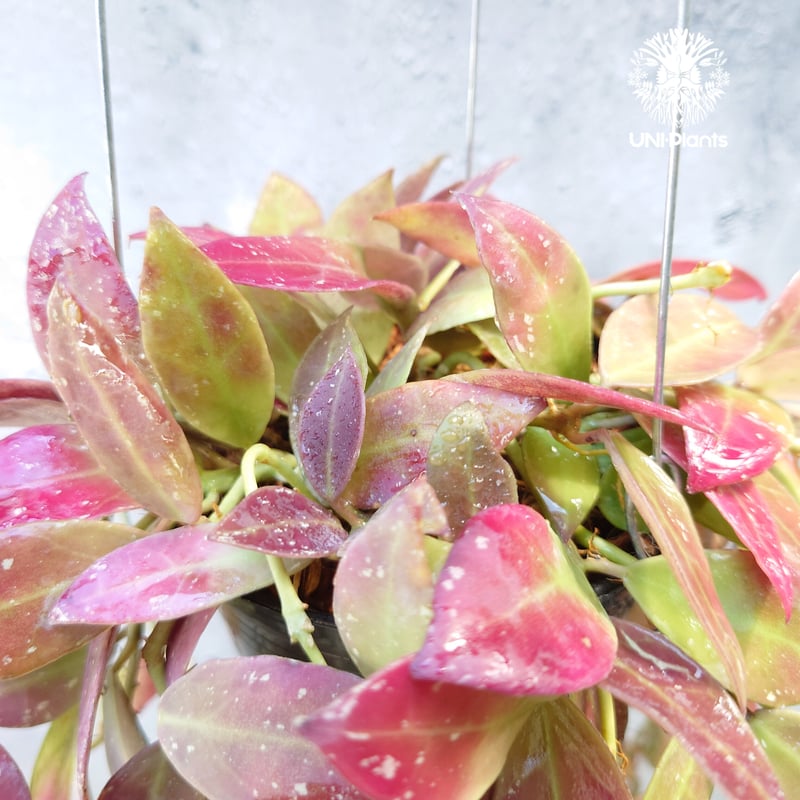 初入荷 Hoya walliniana ut152 ホヤワリニアーナ ホヤ植物 植物 初入荷 Hoya walliniana ut152 ホヤワリニアーナ ホヤ植物 植物