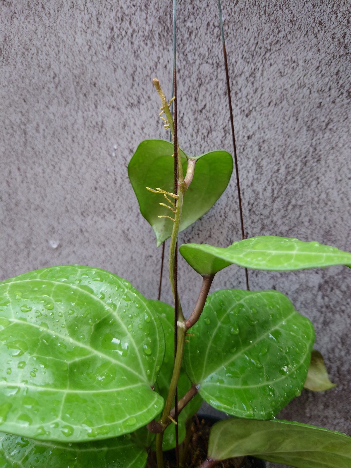レア　大葉ホヤHoya Sp Sarawak サクララン5号中苗 レア 大葉ホヤHoya Sp Sarawak サクララン5号中苗 観葉植物