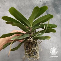 Pomatocalpa spicatum ポマトカルパ スピカタム 着生蘭 着生ラン 蘭の花 Orchid 着生植物