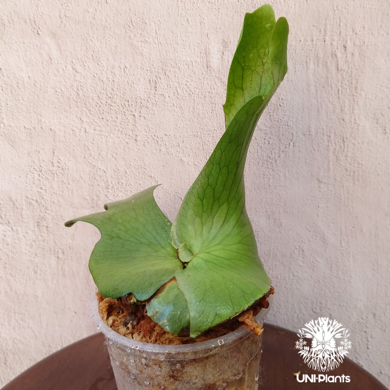 初入荷! ビカクシダ ホルタミー Platycerium holttumii コウモリ