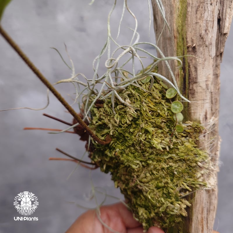 Drynaria rigidula `whitei ドリナリア·リギデュラ'ホワイティ' 流木